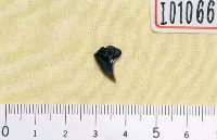 半鋸齒鯊屬牙齒化石藏品圖，第1張